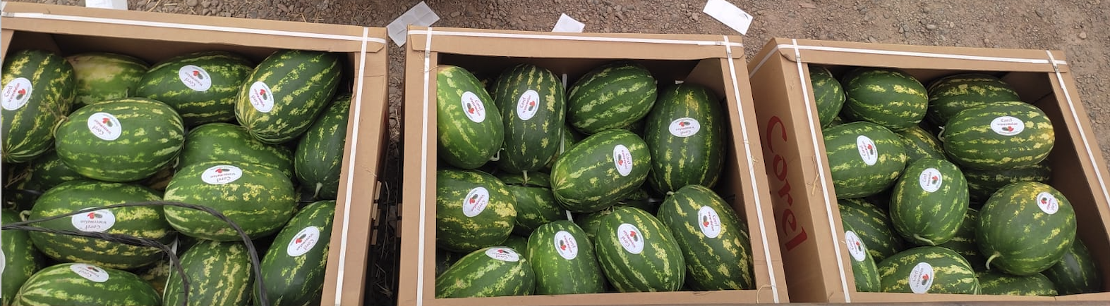 Corel Fruits - Moroccan Watermelon Export